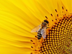 Os benefícios das abelhas para o seu tom